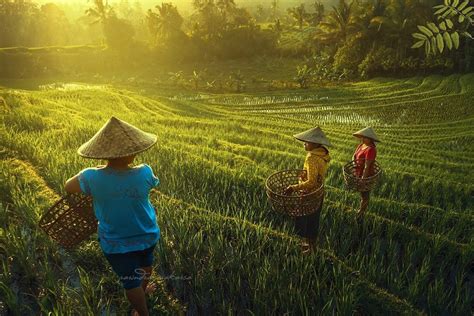 The Aroma of Red Earth: Exploding Expressions of Rural Indonesian Life