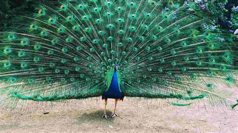  “The Dancing Peacock” Embraces Vivid Hues and Geometric Wonder!